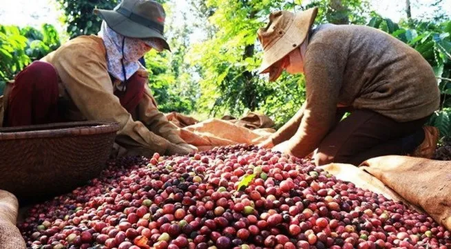 Vietnam’s coffee exports jump to record high of 1.8 million tonnes