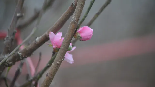 Nhat Tan flower village ready for Tet holiday