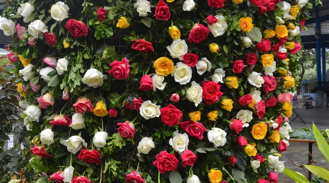 Thousands of people join Bulgarian rose festival