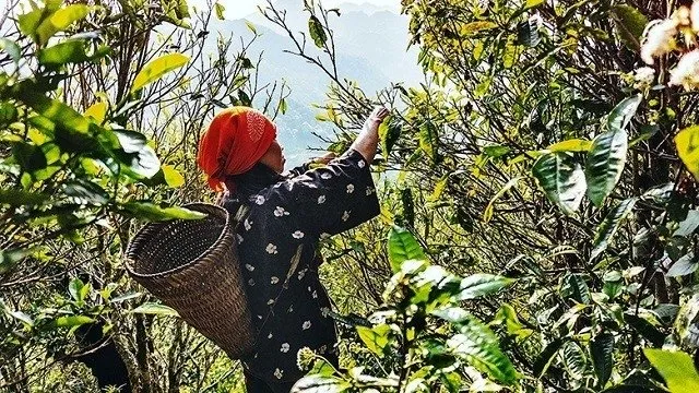 Shan Tuyet tea – a journey from 'cloud paradise' to Hanoi’s streets