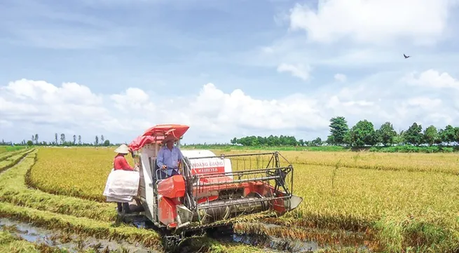 Rice production linkages proved efficient in Mekong deta