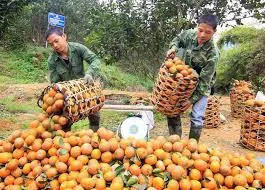 Vietnam to further improve Ham Yen orange product