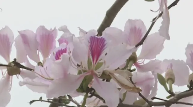 Ban Flower Festival 2018 kicked off