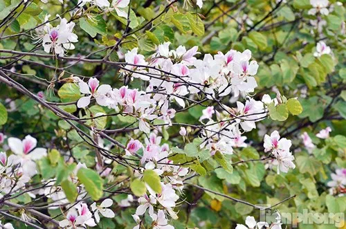 Ban flowers, an indispensable part of the thai people in Dien Bien