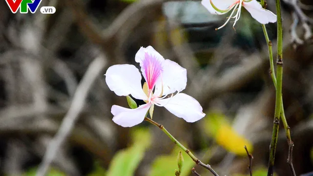 Flowers of Northwestern mountains lend their beauty to Hanoi