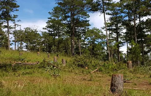 Pine forest cut down, sold as vacant land