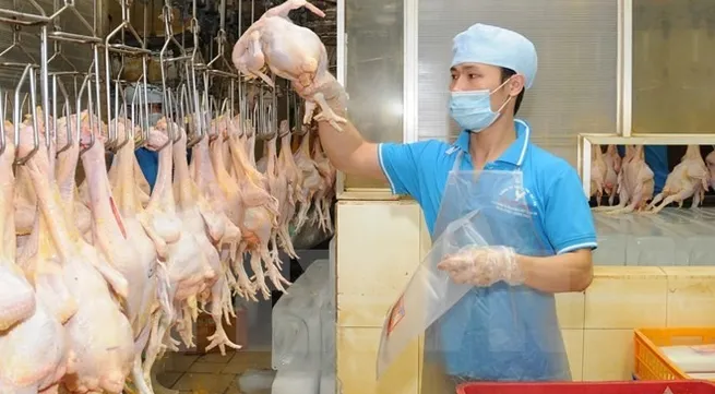 Company to build factory to increase chicken exports