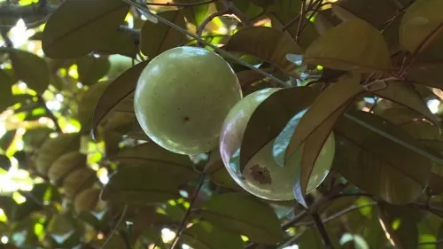 Province implements solutions to export star-apples to US