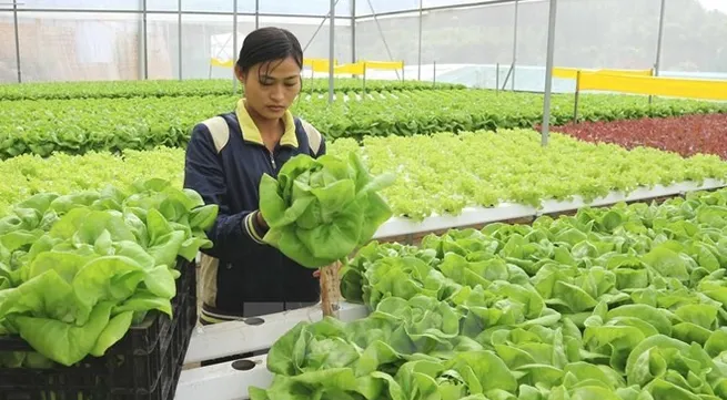 VN economy needs new drivers for growth