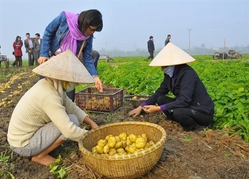 VN yet to sow seeds of low carbon rice