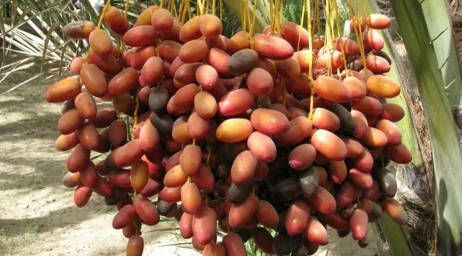 Algeria to export dates to VN