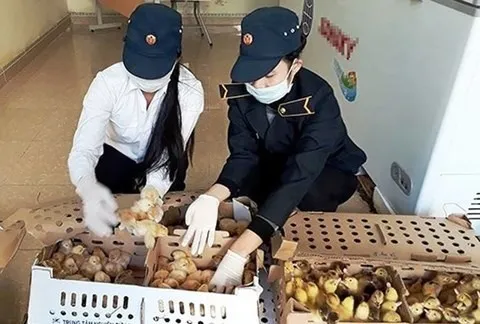 Police seize 1,300 unclear-origin poultry in Nghệ An