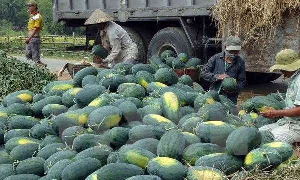 VN-China firms ink watermelon trade contract