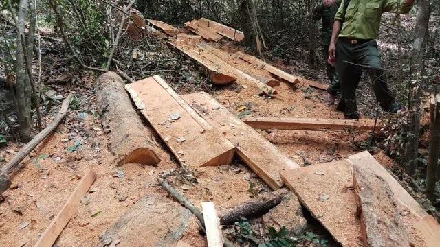 Investigation begins into deforestation inside national park