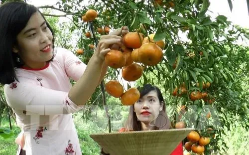 Farmers to see good profits from red mandarin for Tết