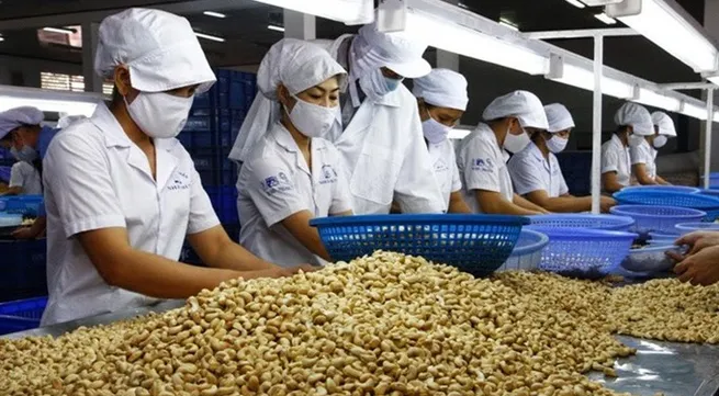 Cashew sector eyes quality