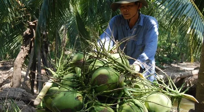 Bến Tre’s green Xiêm coconut gets certificate of Geographical Indication