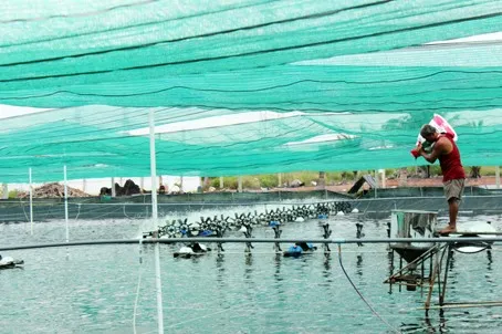 Đồng Nai switches to sophisticated aquaculture methods