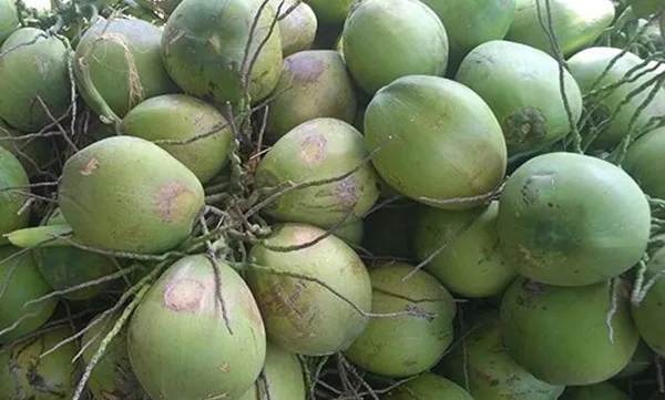 Bến Tre to boost Xiêm coconut exports