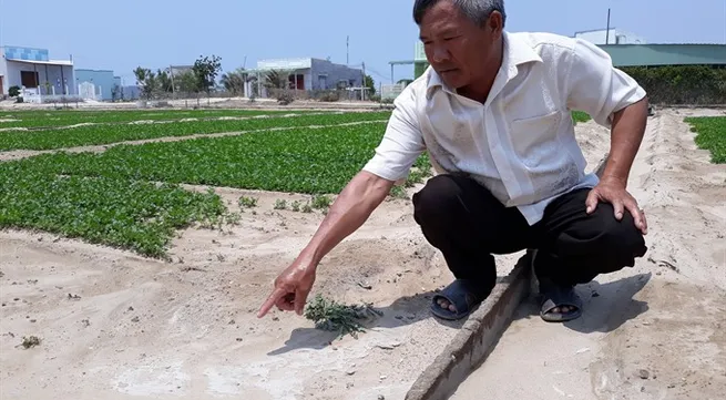 Saline intrusion attacks Ninh Thuận