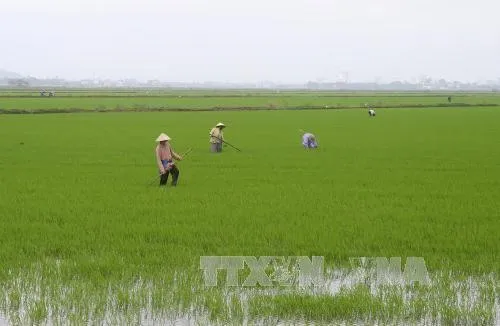 Sustainable agriculture project raises farmers’ profits by 14 per cent