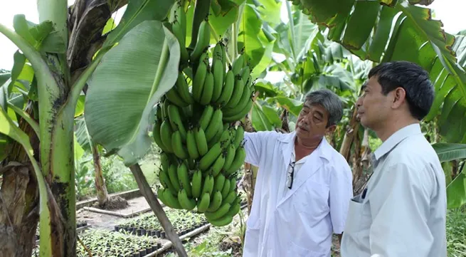 Cần Thơ to build 700ha specialised fruit farm