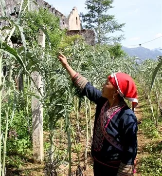 Artichokes help Sa Pa farmers prosper