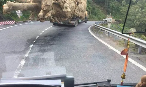 Investigation begins to trace origin of uprooted trees