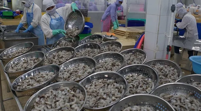 VN to gain $4.8b from shrimp exports