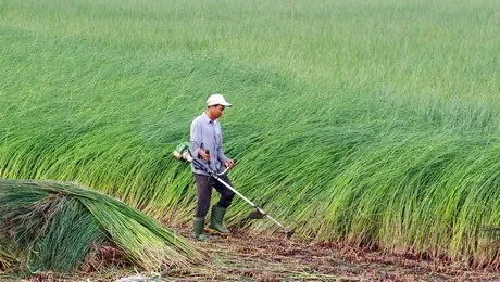 Mekong Delta farmers profit from sedge boom