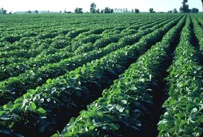 An Giang’s infertile paddies grow other crops