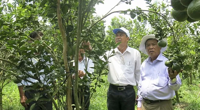 ‘New-style’ Sóc Trăng cooperatives yields higher profits for farmers