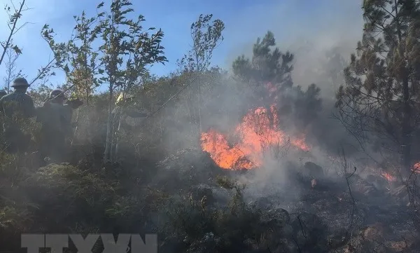 Forest fire in Nghệ An extinguished