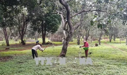 Bình Phước warns farmers not to grow uncertified cashew varieties