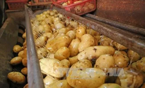 Lâm Đồng to pilot project to promote Đà Lạt potato brand