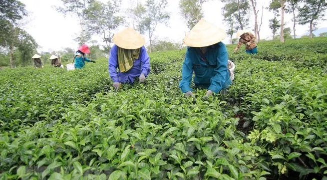 VN exports to Germany up 8.6 per cent in five months