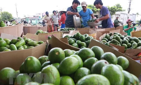 Central Highlands province seeks to build brand for its avocado