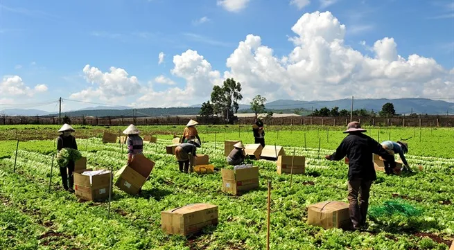 MM Mega Market honours Đà Lạt farmers