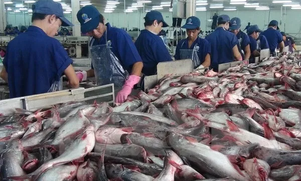VASEP urges strict quality control for tra fish exports to China