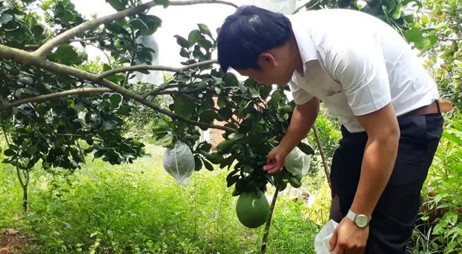 Bình Phước farmers reel in big profits from citrus fruits