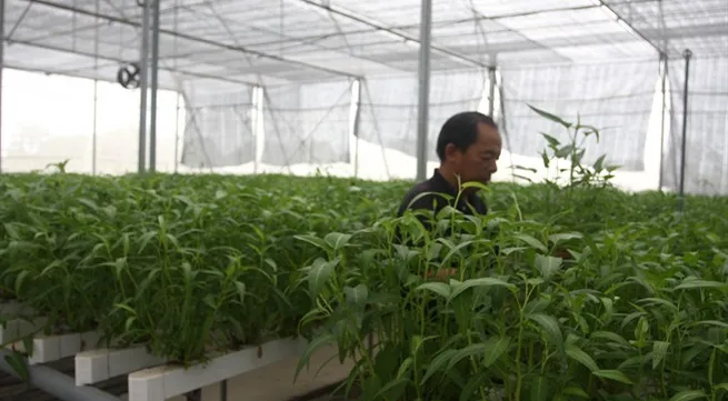 Organic farmers unable to make a clean break