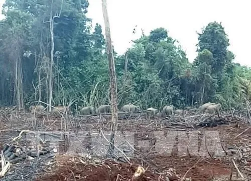 Đồng Nai adds more electric fences to protect wild elephants