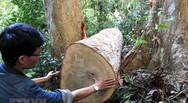 Investigation into Bình Định’s illegal logging expanded