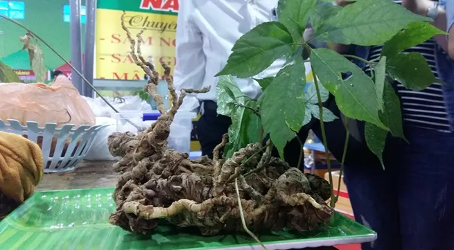 Ngọc Linh gets to the root of expansion