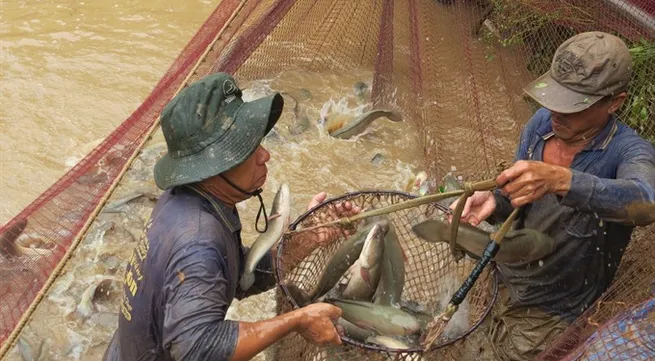 Đồng Tháp to release floodwater into rice fields