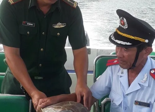 Endangered sea turtle released in Đà Nẵng