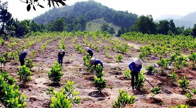 Experts discuss forest protection, rehabilitation