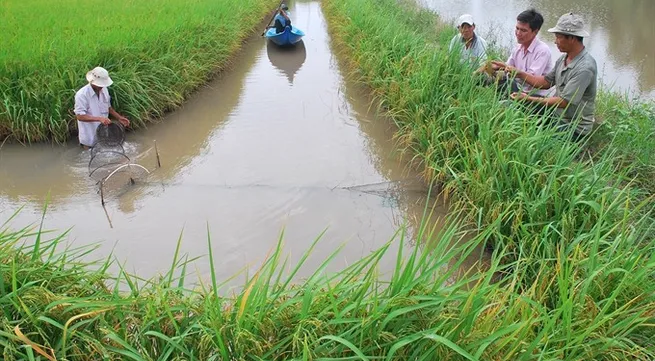 Mekong Delta promotes eco-shrimp farming