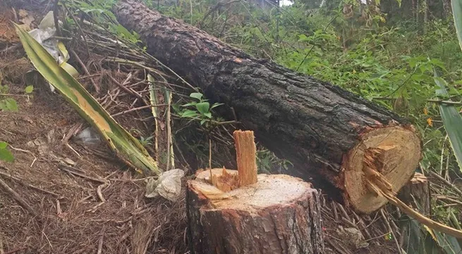 Firms flout obligation to protect forest