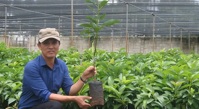 The King of Avocado brings the green to the Central Highlands